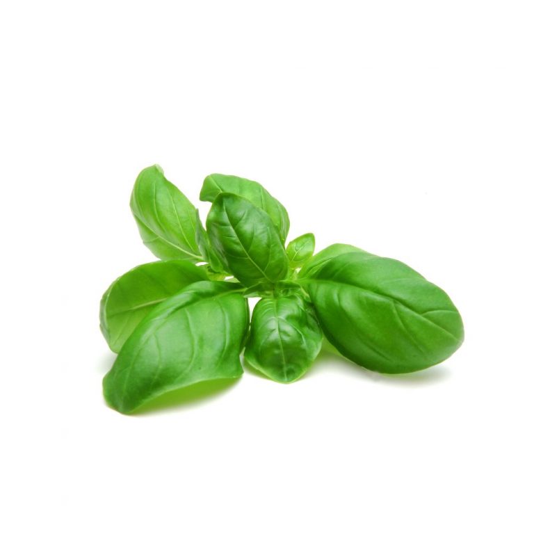Italian Basil Ivory Roots